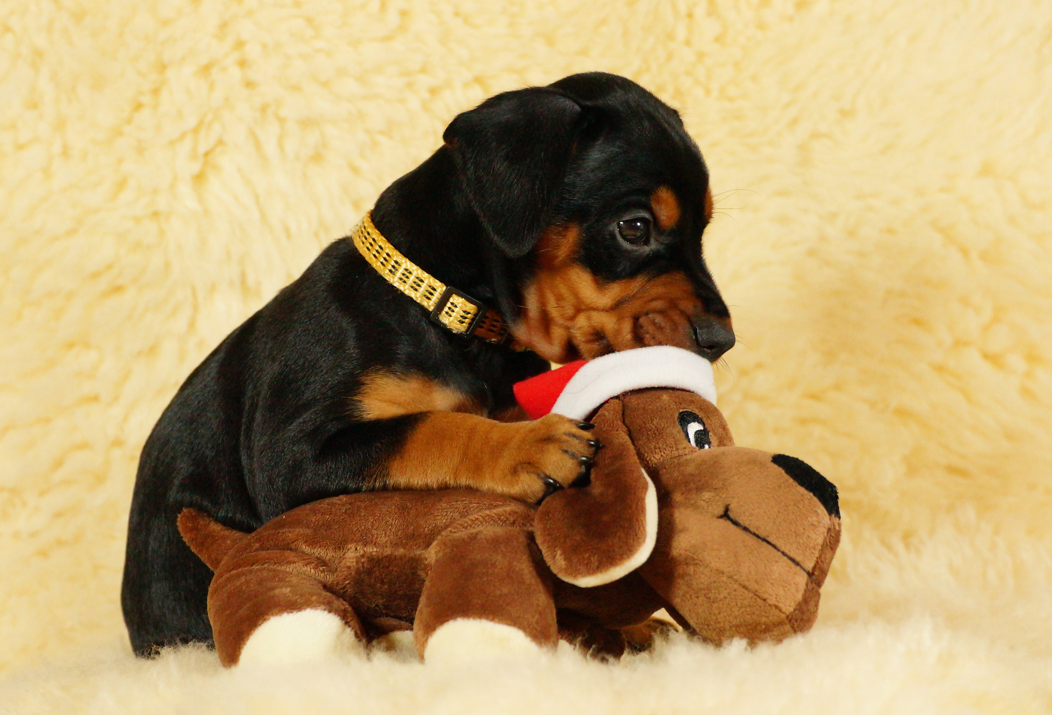 Amalia von der Linau