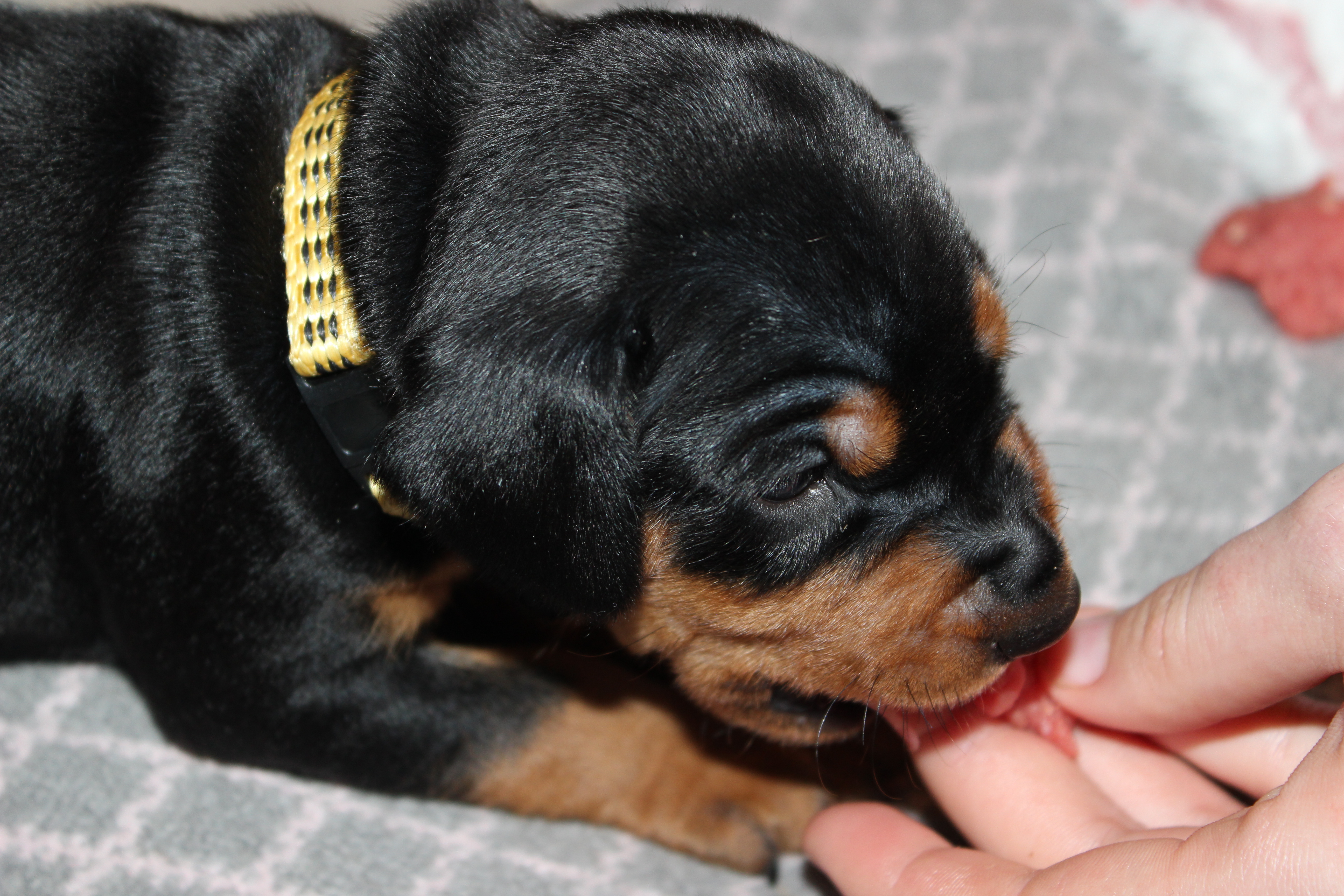 Amalia von der Linau