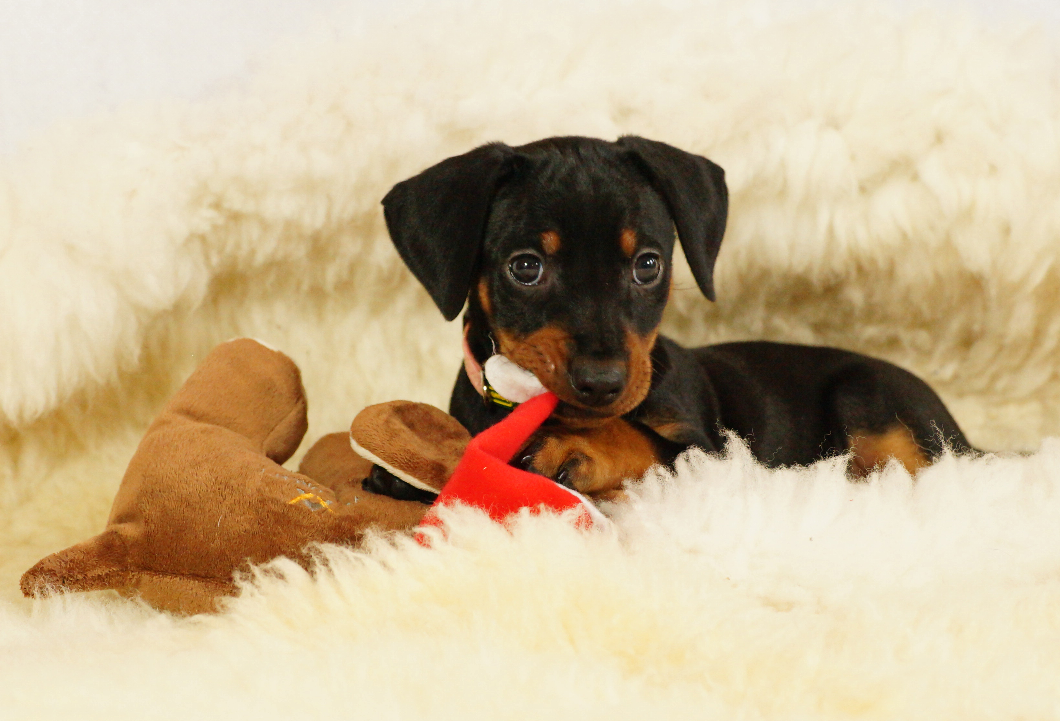 Ariane von der Linau