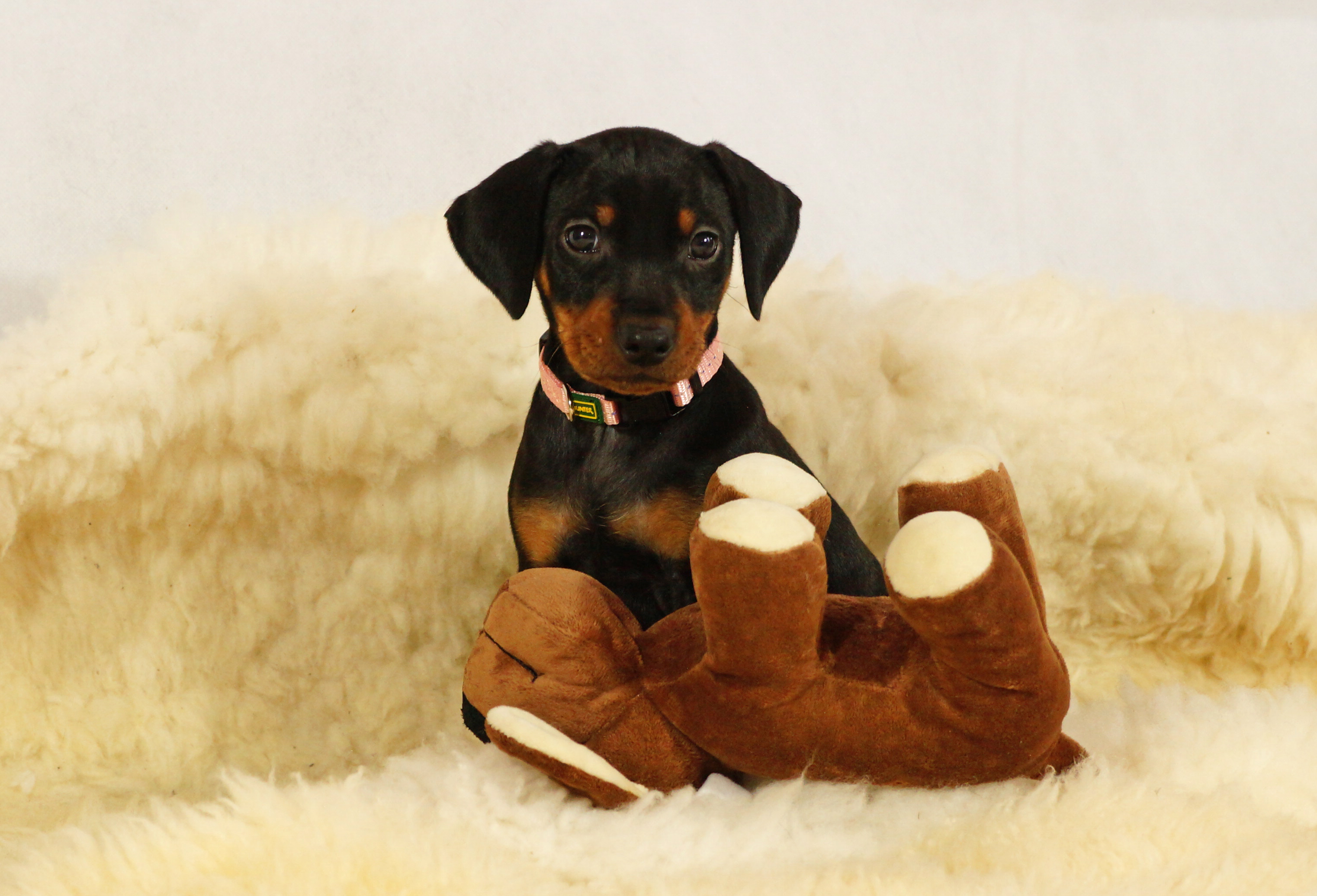 Ariane von der Linau