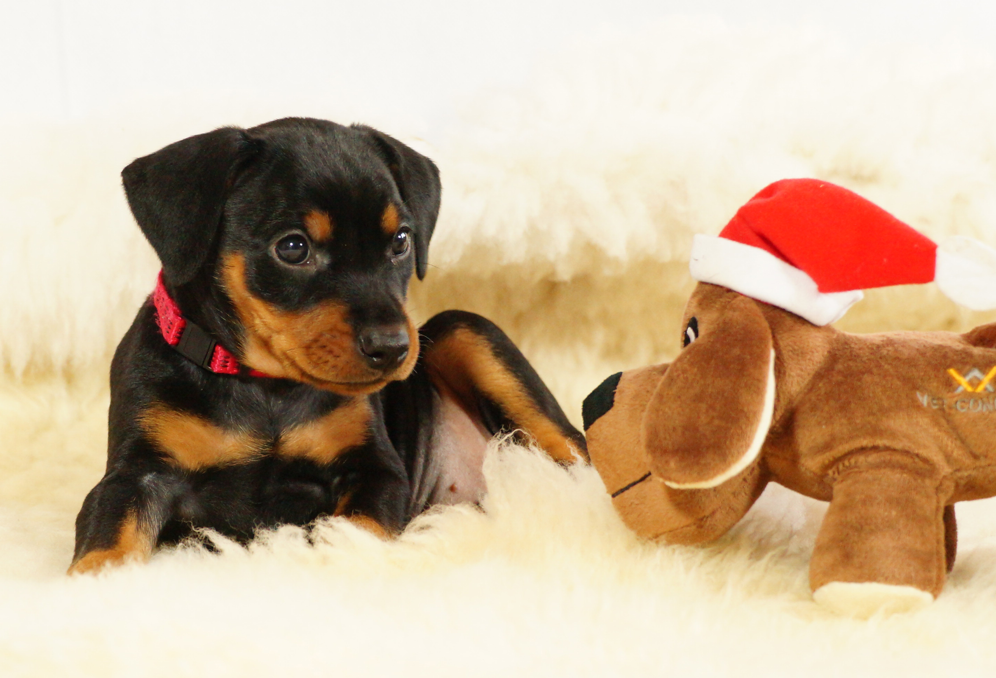 Alexia von der Linau