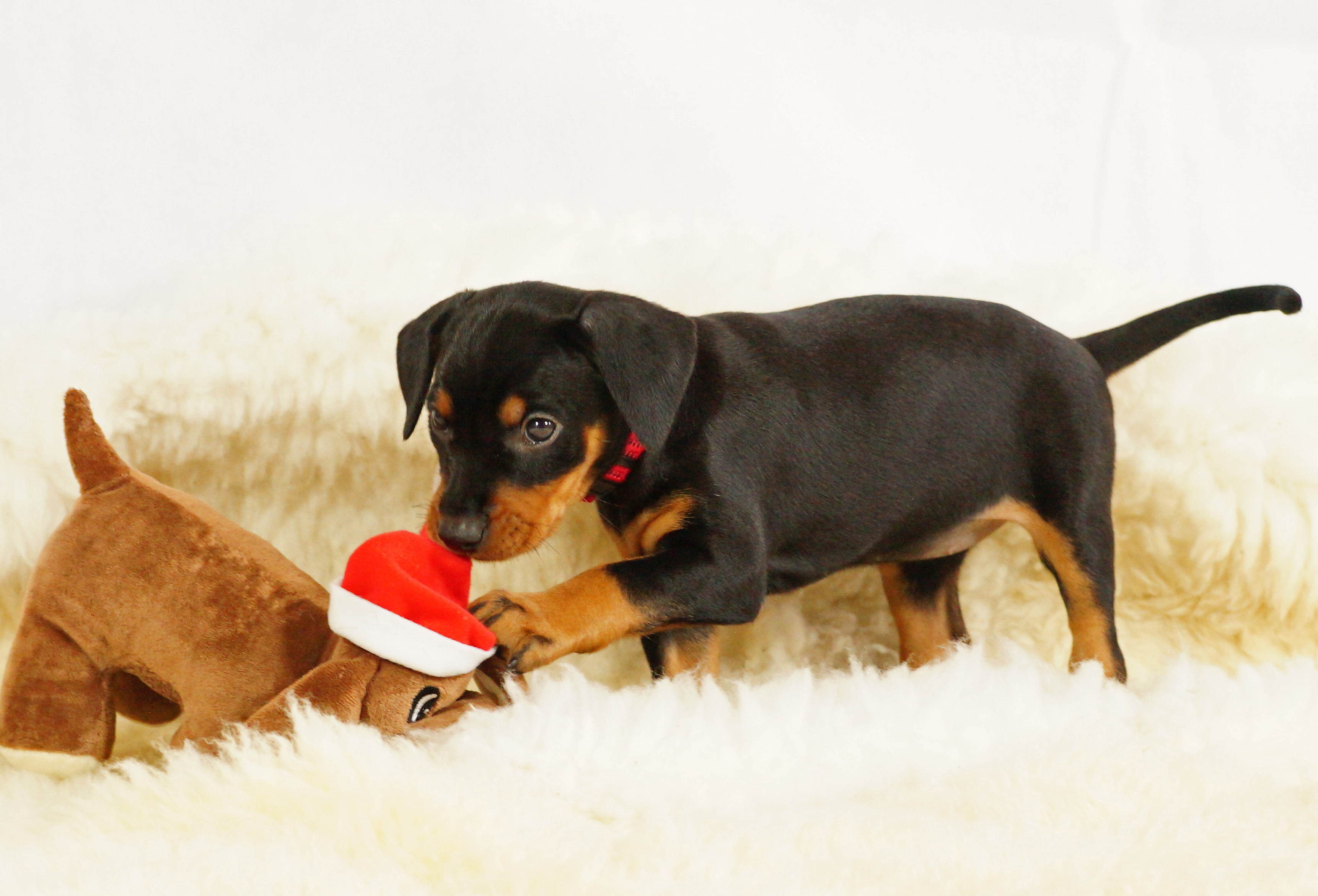 Alexia von der Linau