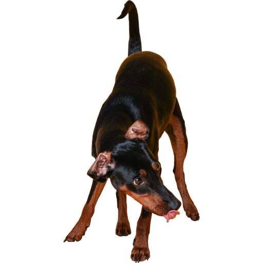 Deutscher Pinscher, Deutsche Pinscher