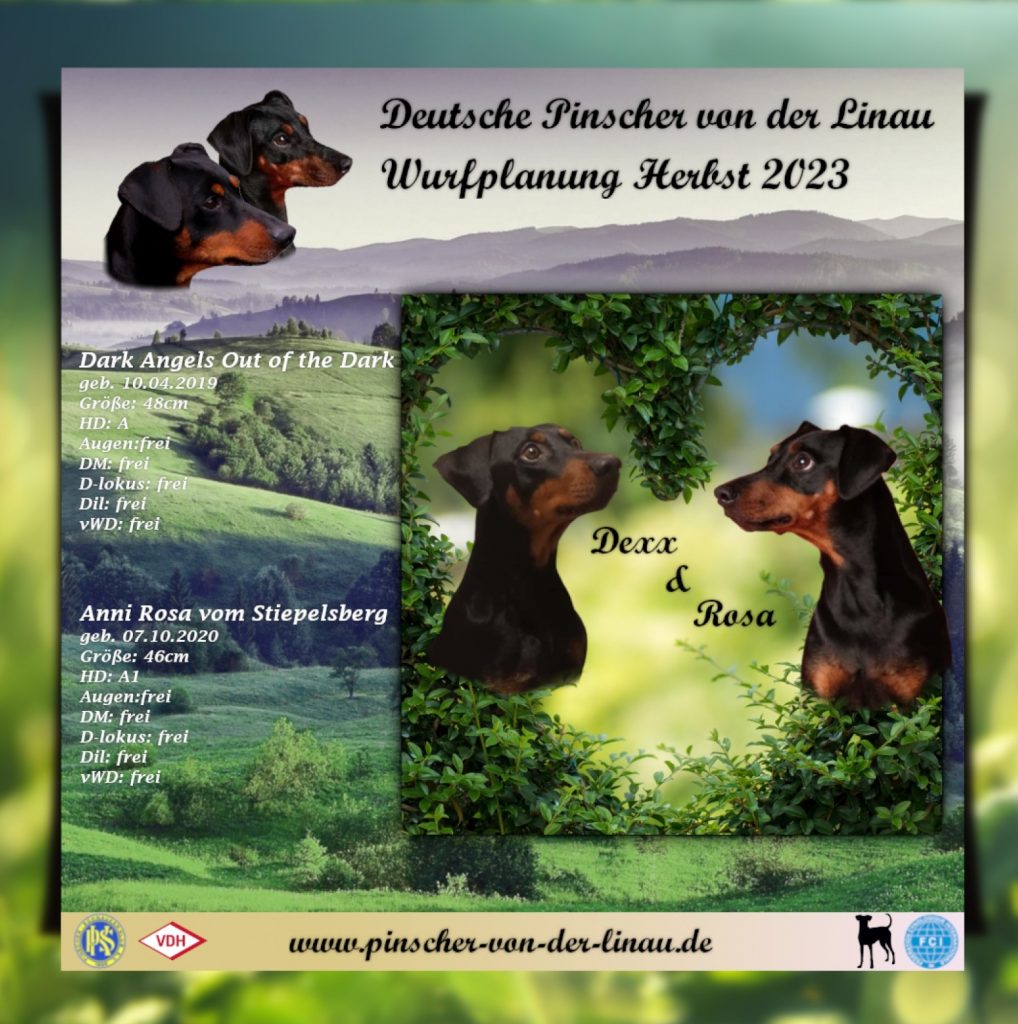 Wurfplanung Herbst 2023, Trächtigkeit