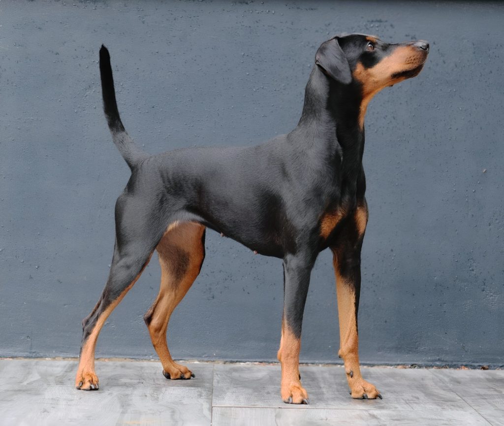 Deutscher Pinscher Stehbild