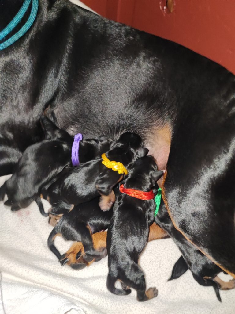 Hier werden die Pinschlinge gesäugt.